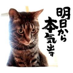 毎日ネコスタンプだー