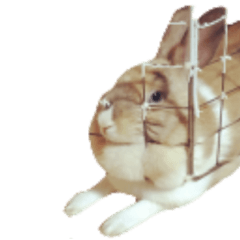 ミニウサギの日常.