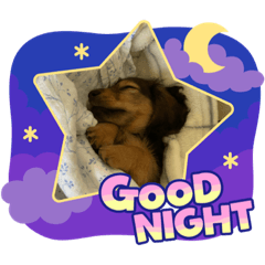 ダックスとの暮らし