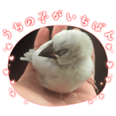 しゃーのスタンプ2