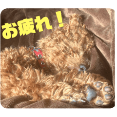 ぶぅちゃん(ブラン)スタンプ