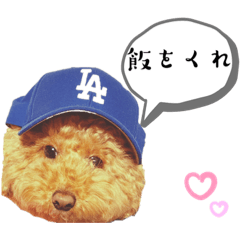 トイプードル(*≧∀≦*)