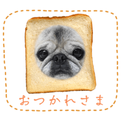 パグと3ニャンズ 2