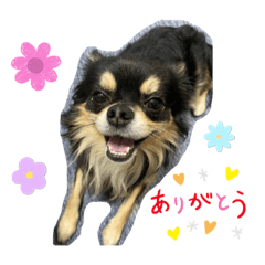 マロンたんの日常