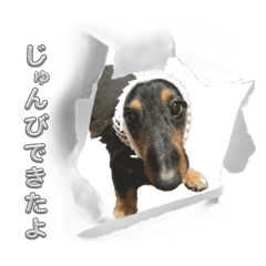 ダックス瑠唯スタンプ