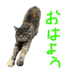 猫のゆずスタンプ　実写版