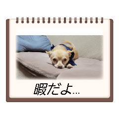 チワワのレイ君スタンプ