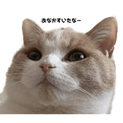 むぎのスタンプ第2弾