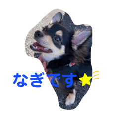 チワワのなっさん