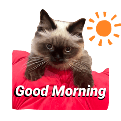 ネコとウサちゃんず！