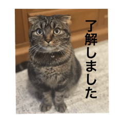 ノアくんのシンプル猫スタンプ