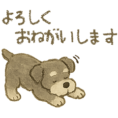 かわいいシュナウザーの日常