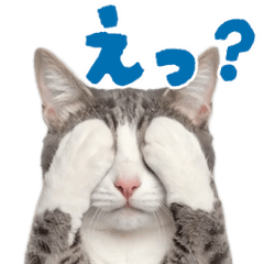 動く！踊る猫にゃんとも！リアル(日常)