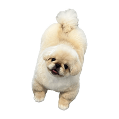 あざらしくん^ ̳ට ̫ ට ̳^