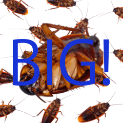 BIG! ゴキブリ　実写