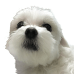 ChuChu Tsai(MoneyMoney)