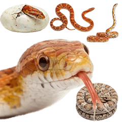 BIG! コーンスネーク　実写