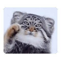 動くマヌルネコ　実写