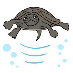 クサガメのあんかけ