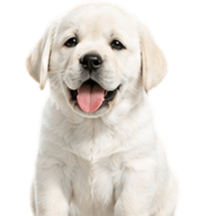 MooToon Funny Labrador V.2