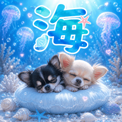 とびだす★海 チワワ★夏★いぬ/犬