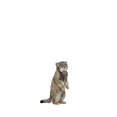 【小さく表示される】マヌルネコ