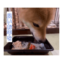 豆柴　アニメーションスタンプNo.1