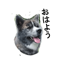 秋田犬虎毛の秋風スタンプ