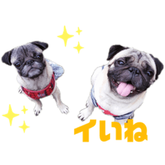 ミント&バジル2