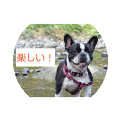 フレブルのうーちゃん(フレンチブルドッグ)