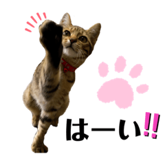 うちの猫たちの日常2