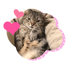 愛猫♥️スタンプ