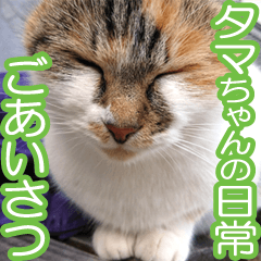 タマちゃんの日常 ごあいさつ
