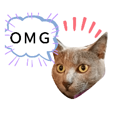 おもちちゃんスタ