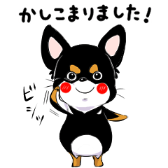 黒チワワの毎日