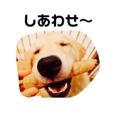 バジルさんの日常