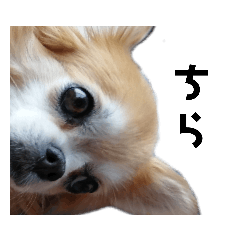 チワワのらんらん