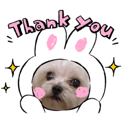 ヨーキーとお花の普段遣い