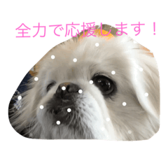 可愛い！犬&ネコスタンプ