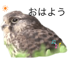 挨拶アニマルズ