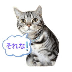 うちのねこちゃんたちスタンプ！