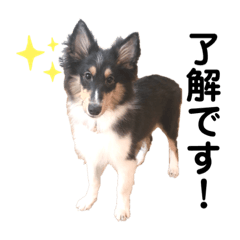 シェルティ【あずき】