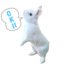 白うさぎのもも