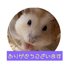 ハムスターティっぷ