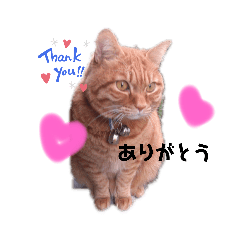 ちゃトラねこのFu−ta