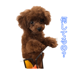 犬犬犬犬犬いっぬ