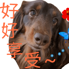 Big nose dog Toby IV