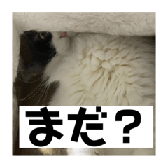 タイガーとよそもの日常