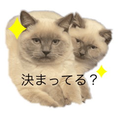 大佐とくぅちゃん