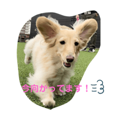 ダックス ルルのよく使う日常スタンプ